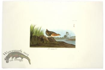 Yellow-Breasted Rail